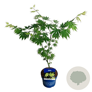 Acer Arctic Jade 40-50 cm 3,0L