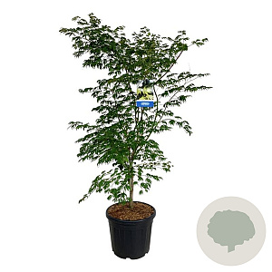 Acer Arctic Jade 150-175 cm cont. 55L extra