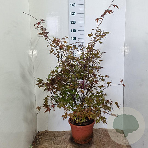 Acer pal. 'Atropurpureum' 100-125 cm 15L
