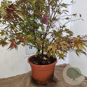 Acer pal. 'Atropurpureum' 100-125 cm 15L