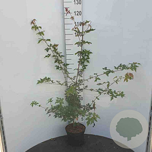 Acer campestre 80-100 cm 12L