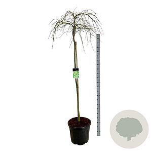 Acer pal. 'Dissectum' 160 cm stam cont. 55L