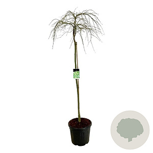 Acer pal. 'Dissectum' 160 cm stam cont. 55L
