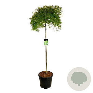 Acer pal. 'Dissectum' 160 cm stam cont. 55L