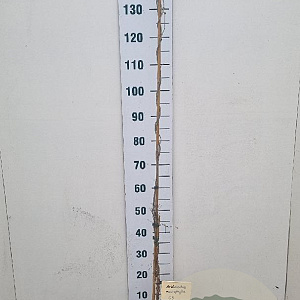 Aristolochia macrophylla 150-175 cm 5,0L