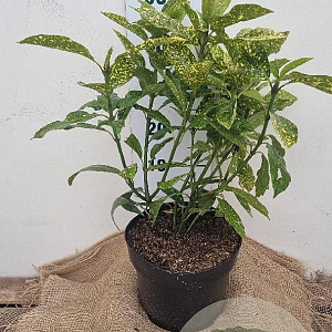 Aucuba jap. 'Variegata' 40-60 cm 7,5L
