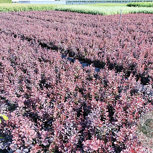 Berberis thunb. 'Atropurpurea' 20-30 cm 2,0L