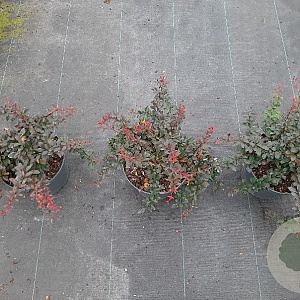 Berberis thunb. 'Atropurpurea Nana' 30-40 cm 5,0L