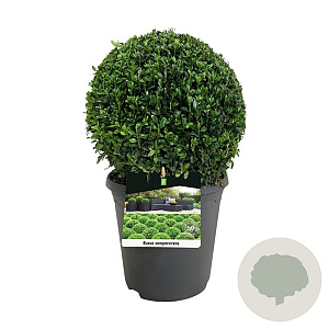 Buxus sempervirens 30 cm op 5,0L bol
