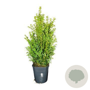 Buxus sempervirens 40-50 cm 4,5L bossig
