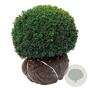 Buxus sempervirens 50-55 cm met kluit bol