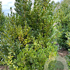 Buxus sempervirens 60-80 cm met kluit