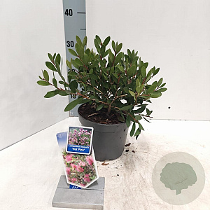 Callistemon vimin. Hot Pink 30-40 cm 2,0L