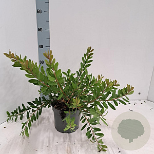 Callistemon vimin. Hot Pink 30-40 cm 2,0L