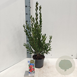 Callistemon vimin. Inferno 30-40 cm 2,0L