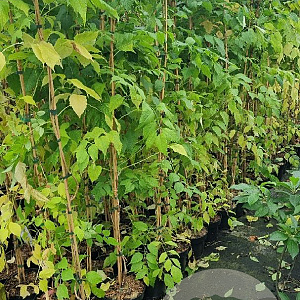 Campsis t. 'Mme Galen' 150-175 cm 5,0L