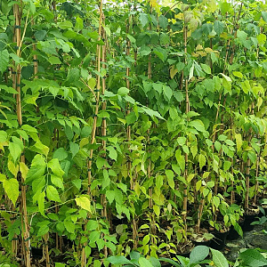 Campsis t. 'Mme Galen' 150-175 cm 5,0L