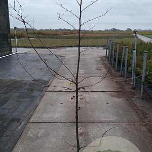 Carpinus betulus 175-200 cm 5,0L