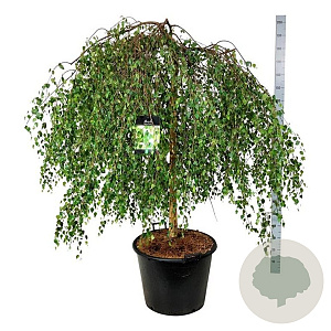 Betula p. 'Youngii' 120 cm stam cont. 90L extra