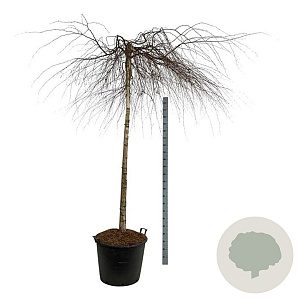 Betula p. 'Youngii' 180 cm stam cont. 130L extra