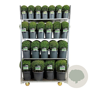 Buxus sempervirens 50-60 cm 4,5L