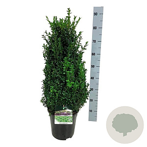 Buxus sempervirens 50-60 cm 6L struik