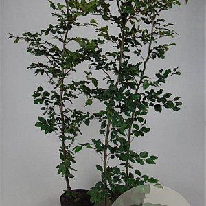 Fagus sylvatica 175-200 cm 7,5L Gestokt