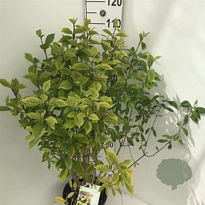 Callicarpa bod. 'Autumn Glory' 100-125 cm 15L