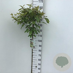 Callicarpa bod. 'Autumn Glory' 120 cm stam 10L