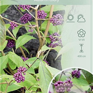 Callicarpa bod. 'Autumn Glory' 120 cm stam 10L