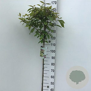 Callicarpa bod. 'Autumn Glory' 120 cm stam 10L