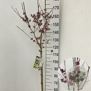 Callicarpa bod. 'Autumn Glory' 120 cm stam 10L