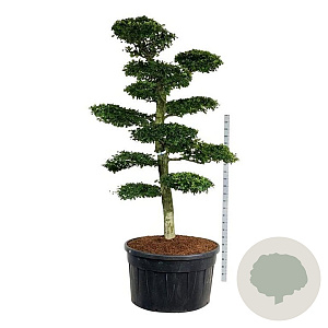 Carpinus betulus 225-250 cm cont. 500L bonsai