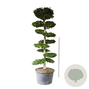 Carpinus betulus 250-300 cm cont. 500L bonsai