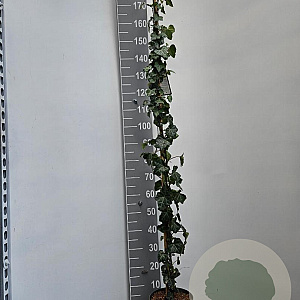 Hedera hibernica 150-175 cm 5,0L