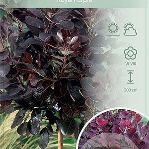 Cotinus cog. 'Royal Purple' 60 cm stam 7,5L