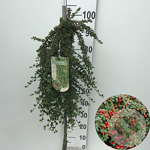 Cotoneaster pr. 'Queen of Carpets' 90 cm stam 7,5L