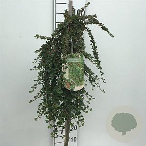 Cotoneaster pr. 'Queen of Carpets' 90 cm stam 7,5L