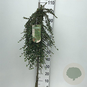 Cotoneaster pr. 'Queen of Carpets' 90 cm stam 7,5L