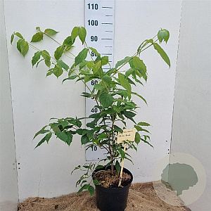 Cornus k. 'China Girl' 60-80 cm 7,5L