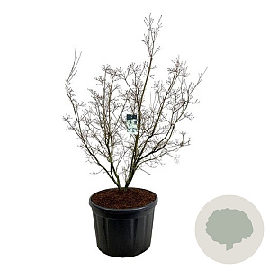 Cornus k. 'China Girl' 200-225 cm cont. 230L solitair