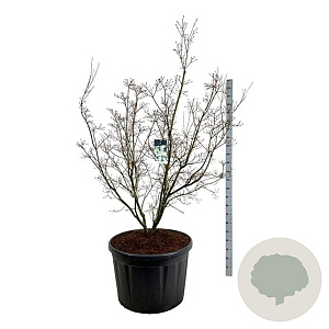 Cornus k. 'China Girl' 200-225 cm cont. 230L solitair