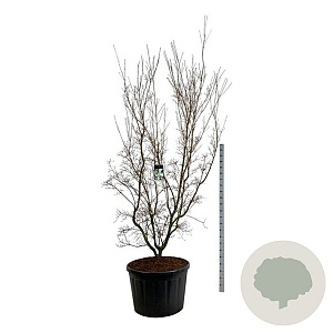 Cornus k. 'China Girl' 225-250 cm cont. 230L solitair