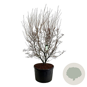 Cornus k. 'Milky Way' 225-250 cm cont. 285L solitair