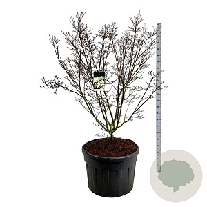 Cornus k. 'Schmetterling' 150-175 cm cont. 180L solitair