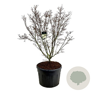 Cornus k. 'Schmetterling' 150-175 cm cont. 180L solitair