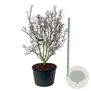 Cornus k. 'Schmetterling' 175-200 cm cont. 230L solitair