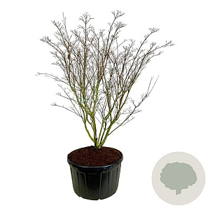 Cornus k. 'Weisse Fontaine' 225-250 cm cont. 285L solitair