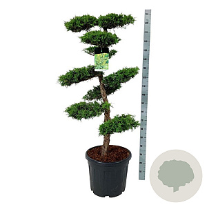Juniperus pf. 'Pfitzeriana Aurea' 100-125 cm cont. 55L bonsai