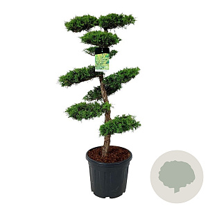 Juniperus pf. 'Pfitzeriana Aurea' 100-125 cm cont. 55L bonsai